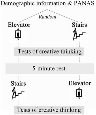 Frontiers | The Effect Of Brief Stair-Climbing On Divergent And ...